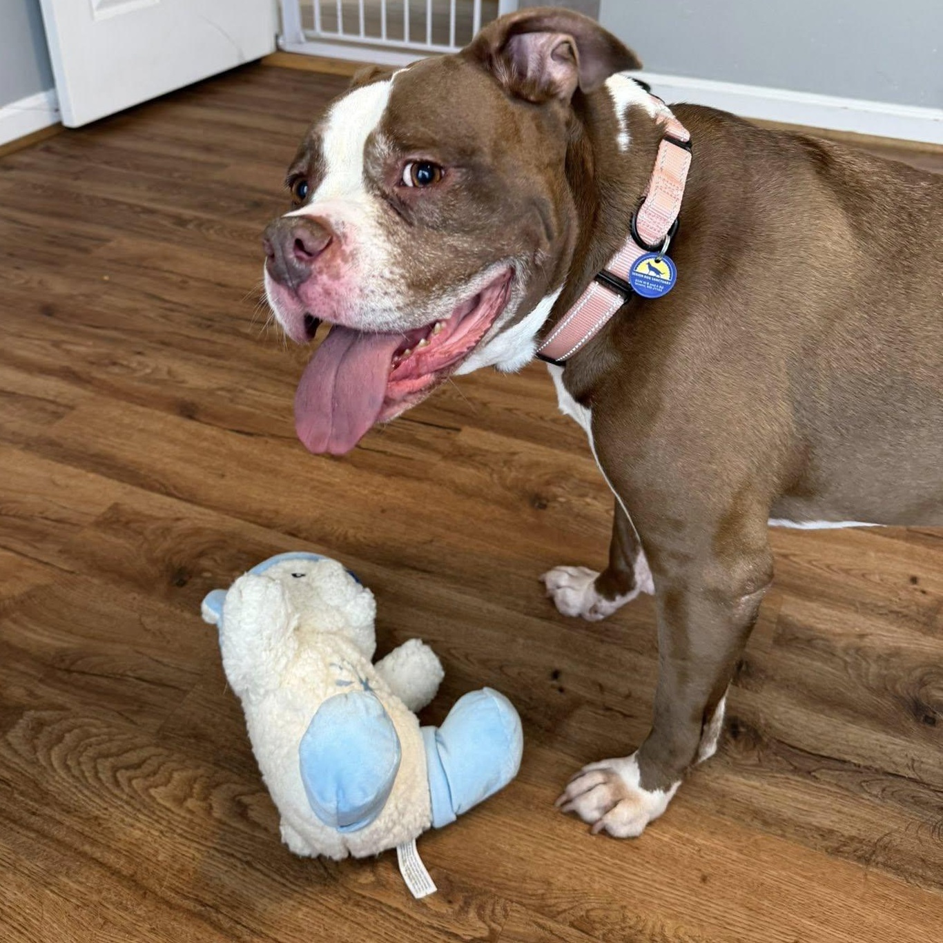 Enlarge Diamond, an adoptable mixed breed in Severn, MD image 4/6