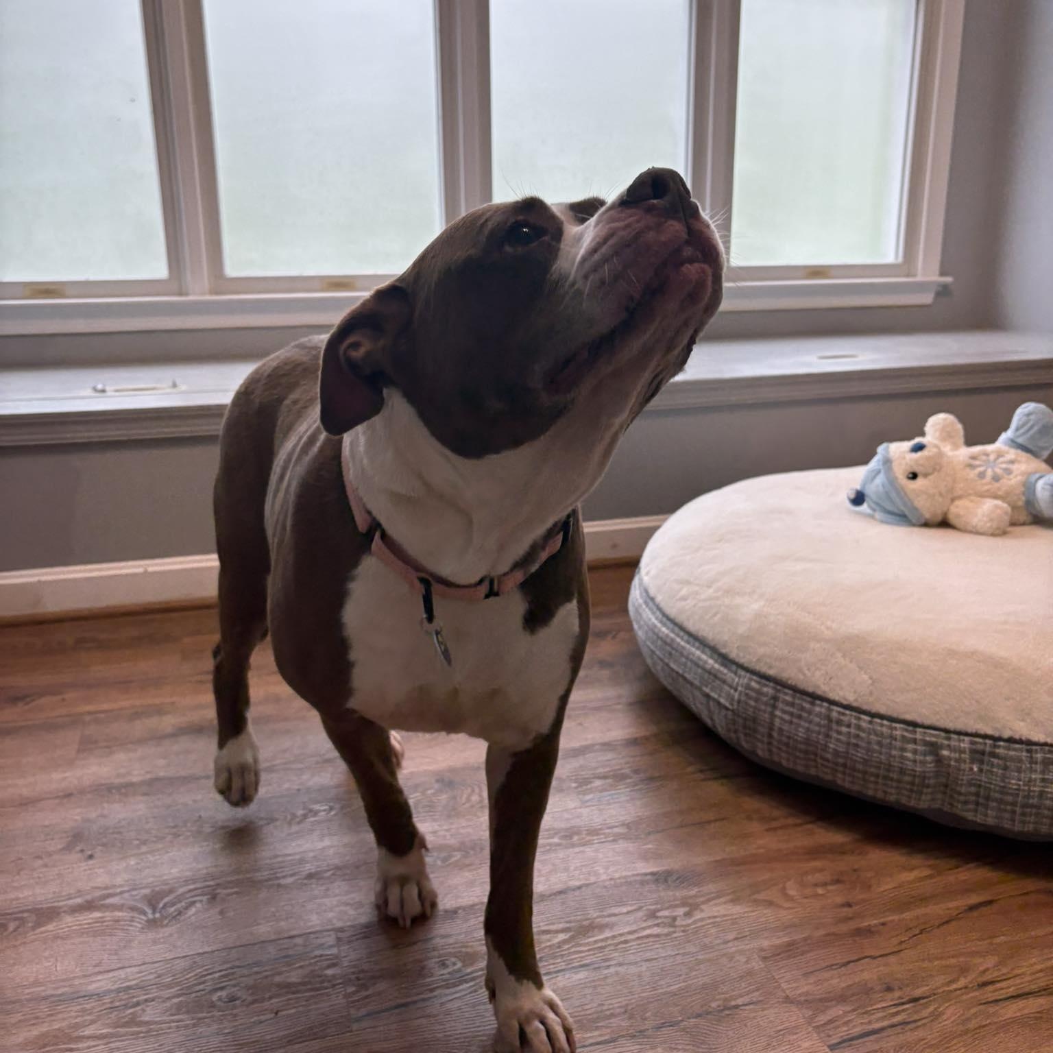 Enlarge Diamond, an adoptable mixed breed in Severn, MD image 5/6