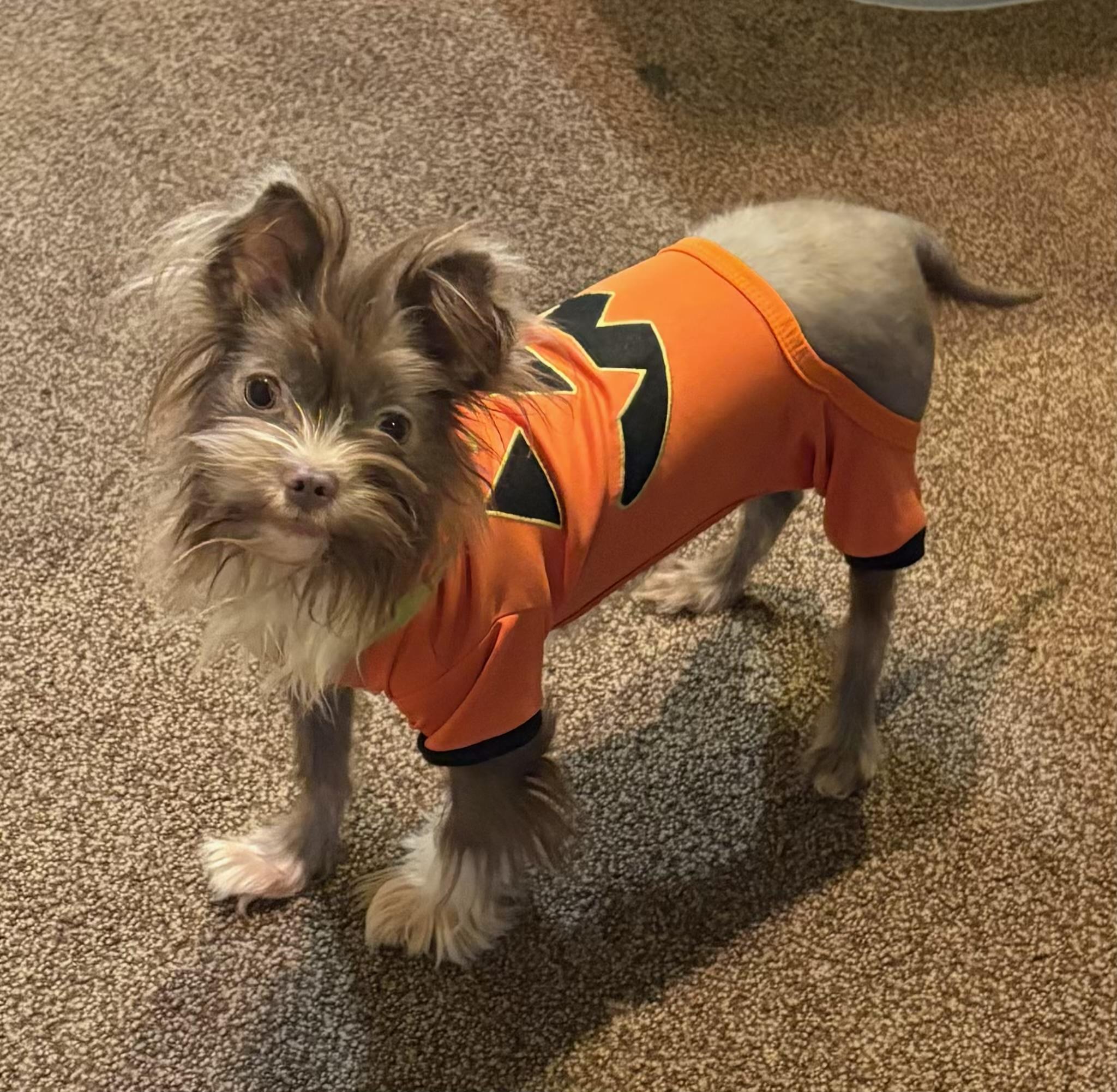 Beaux, Adoptable, Adult Male Shih Tzu & Terrier.