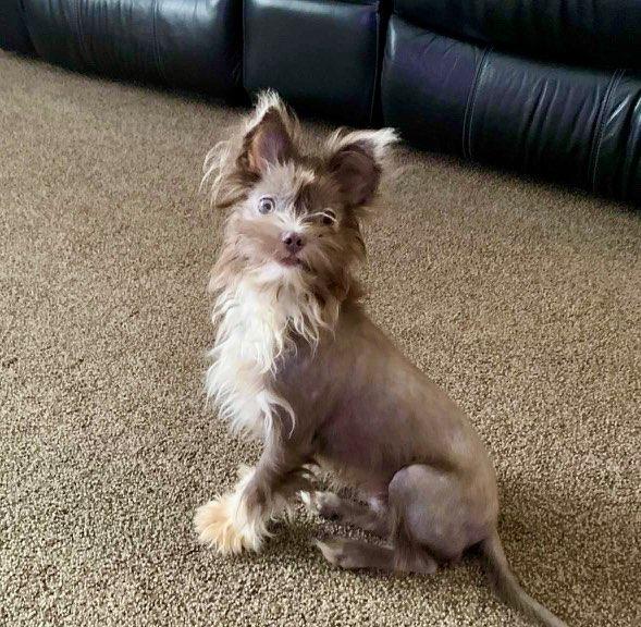 Enlarge Beaux, a Adoptable mixed breed in Orlando, FL image 2/5