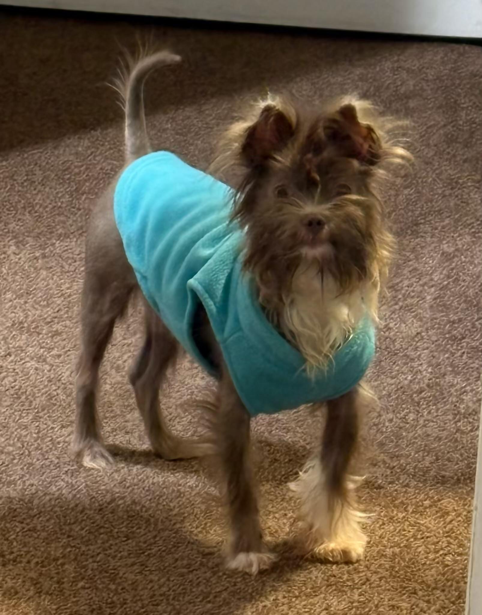 Enlarge Beaux, a Adoptable mixed breed in Orlando, FL image 3/5