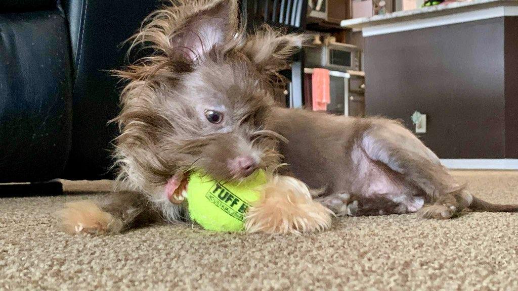 Enlarge Beaux, a Adoptable mixed breed in Orlando, FL image 4/5