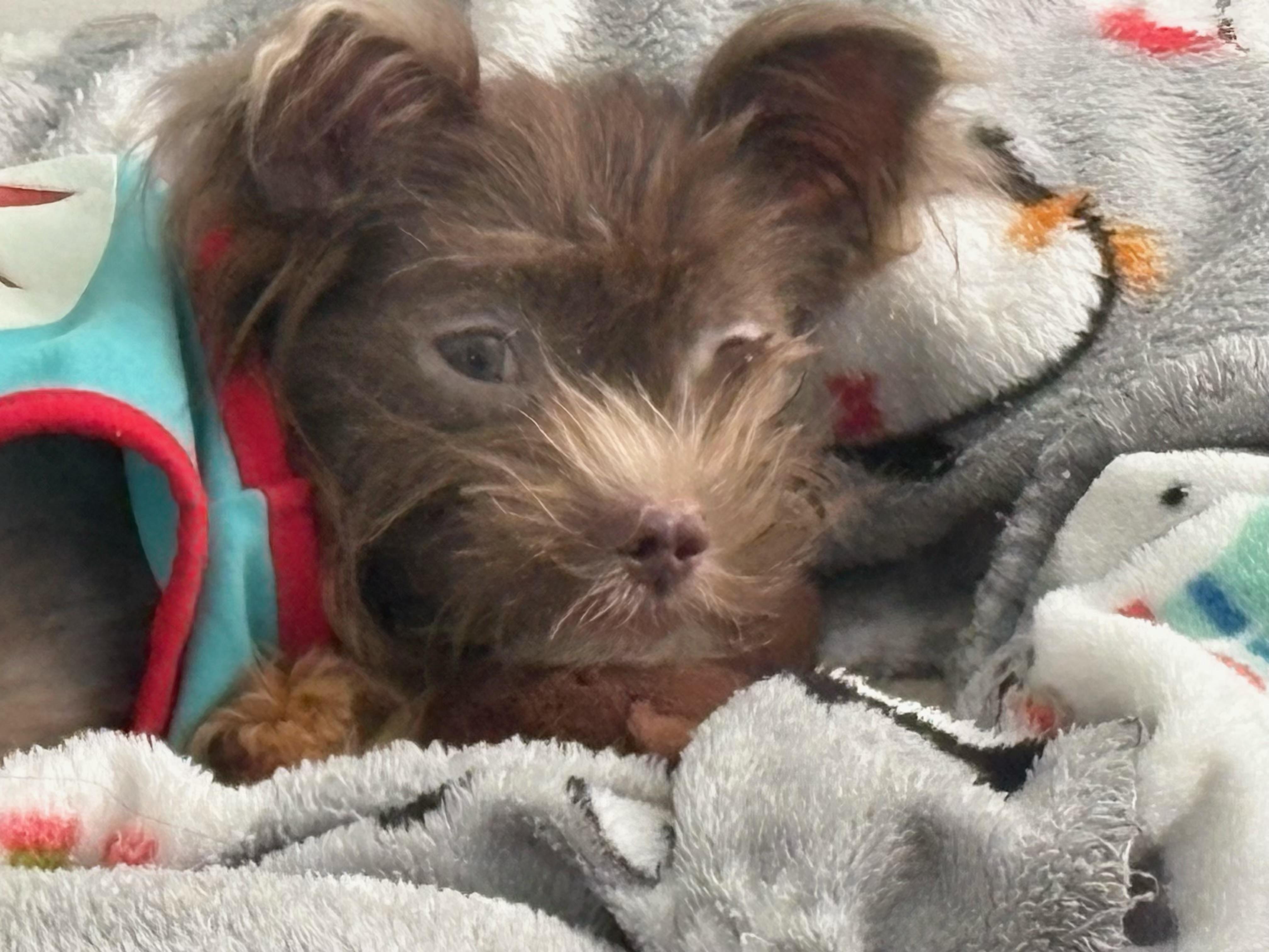 Enlarge Beaux, a Adoptable mixed breed in Orlando, FL image 5/5