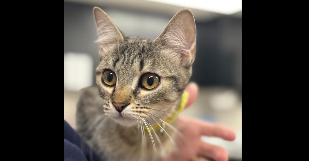 Knickerbocker Glory — thumbnail 2