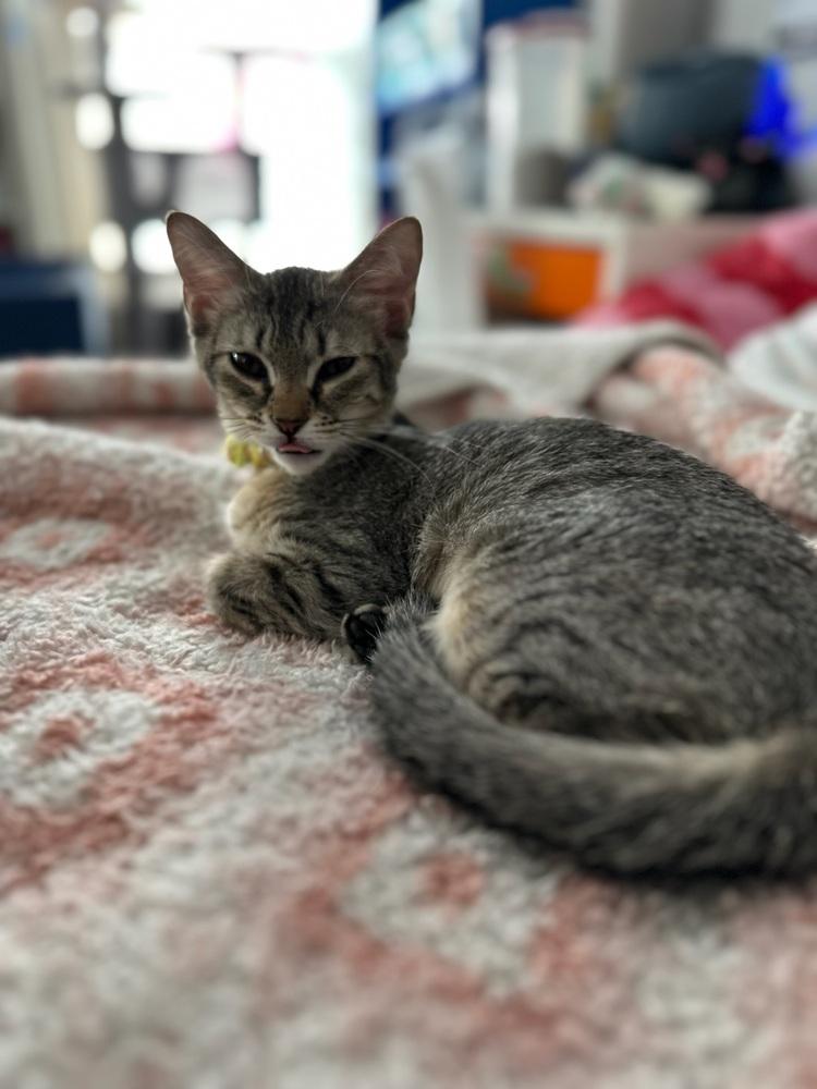 Knickerbocker Glory — thumbnail 6