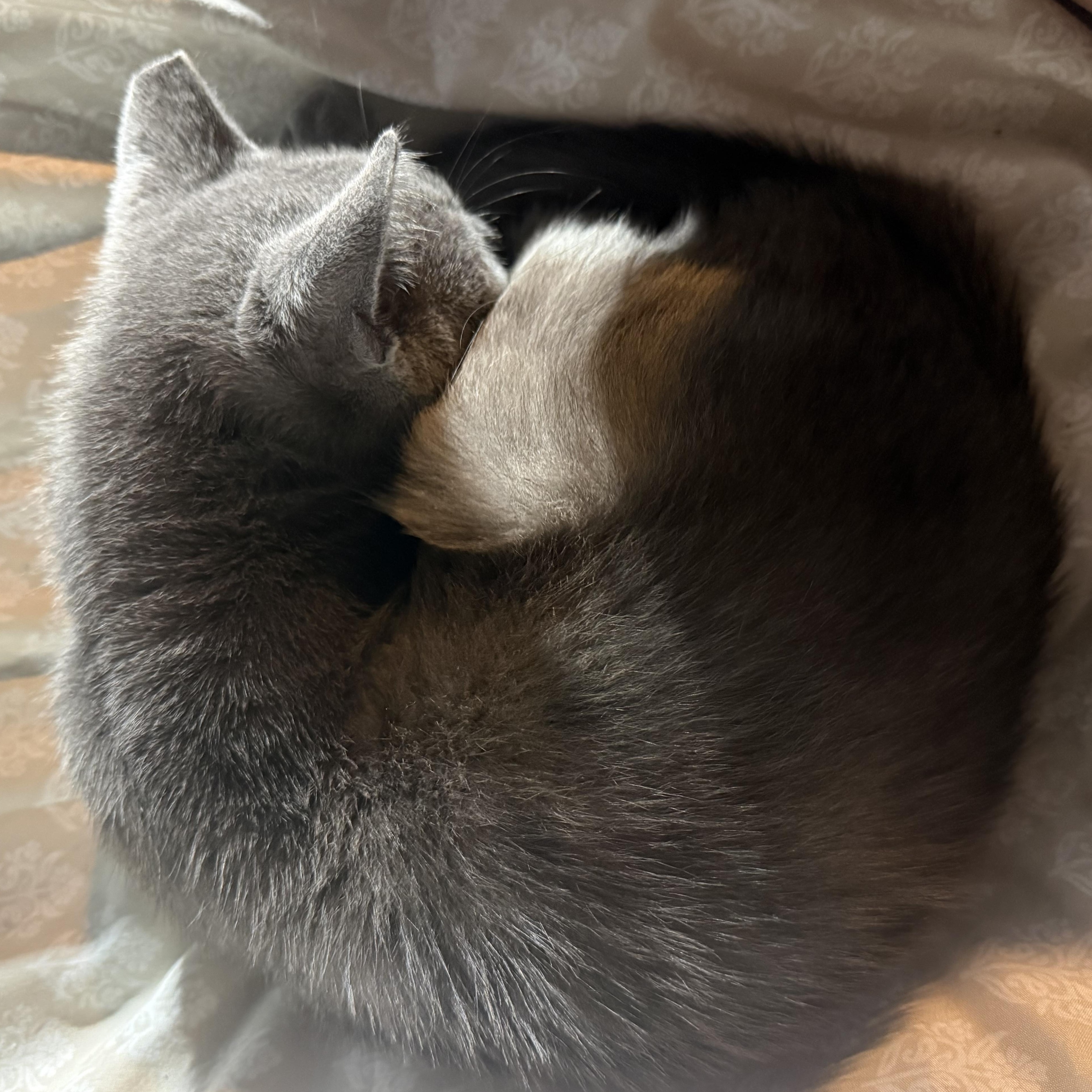 Charcoal, a ADOPTABLE Domestic Short Hair in Anderson, IN image 4/4