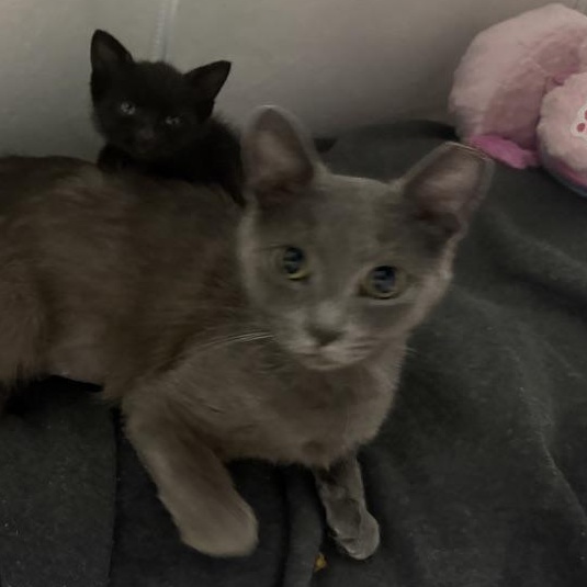 Enlarge Charcoal, a Adoptable Domestic Short Hair in Anderson, IN image 5/5