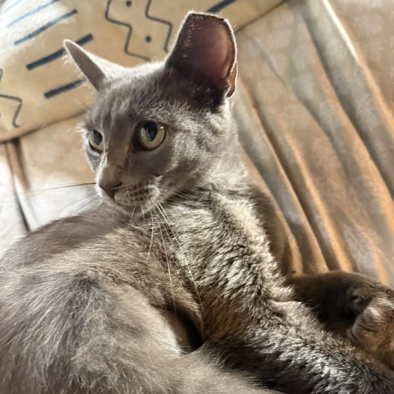 Enlarge Charcoal, a Adoptable Domestic Short Hair in Anderson, IN image 4/5