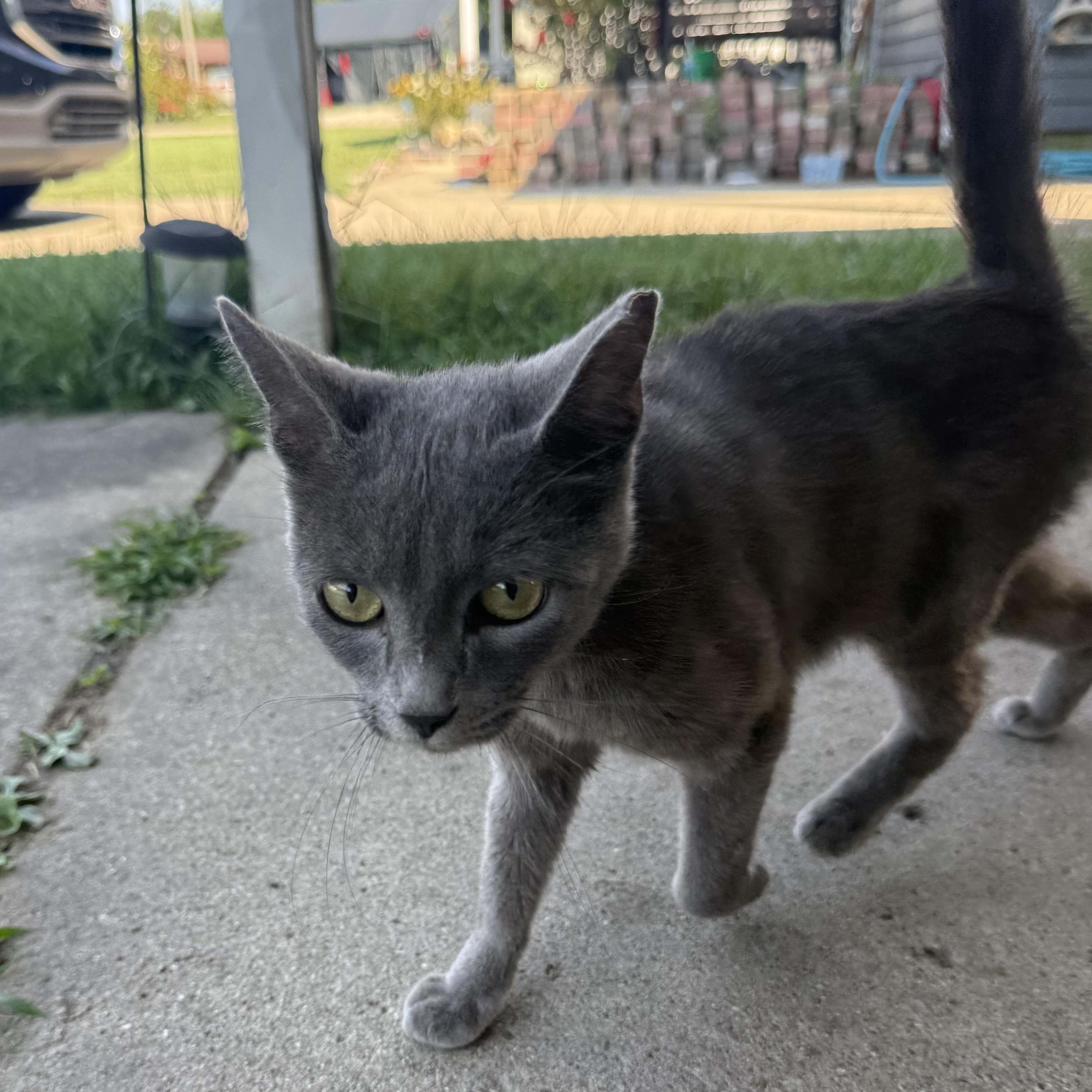 Charcoal, a ADOPTABLE Domestic Short Hair in Anderson, IN image 2/4