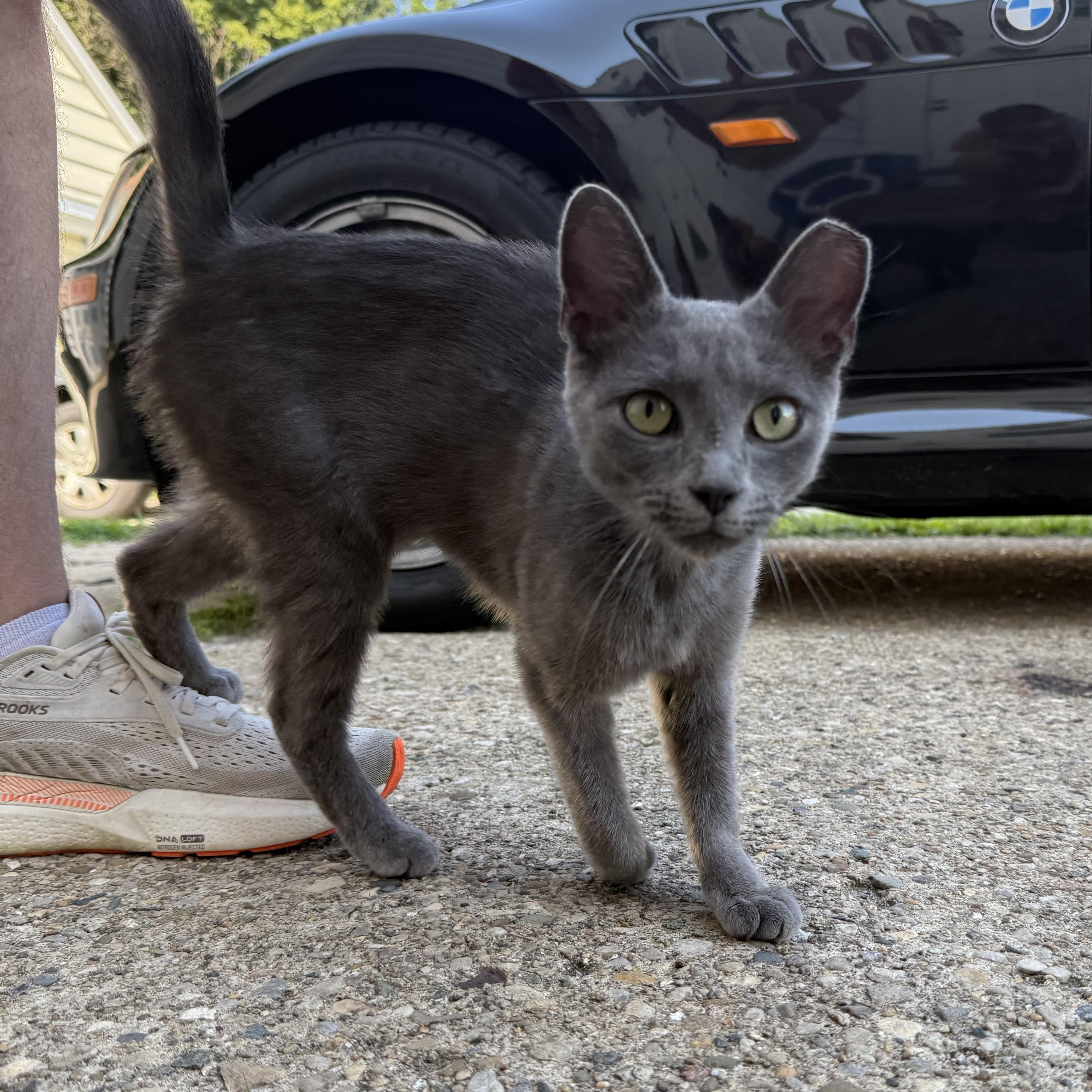 Charcoal, a ADOPTABLE Domestic Short Hair in Anderson, IN image 3/4