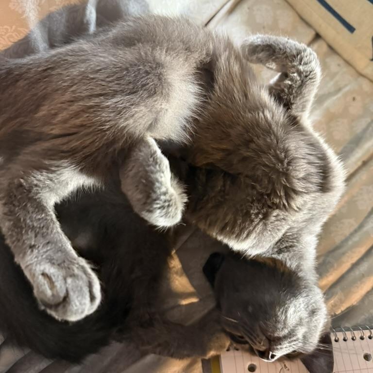 Enlarge Charcoal, a Adoptable Domestic Short Hair in Anderson, IN image 1/5