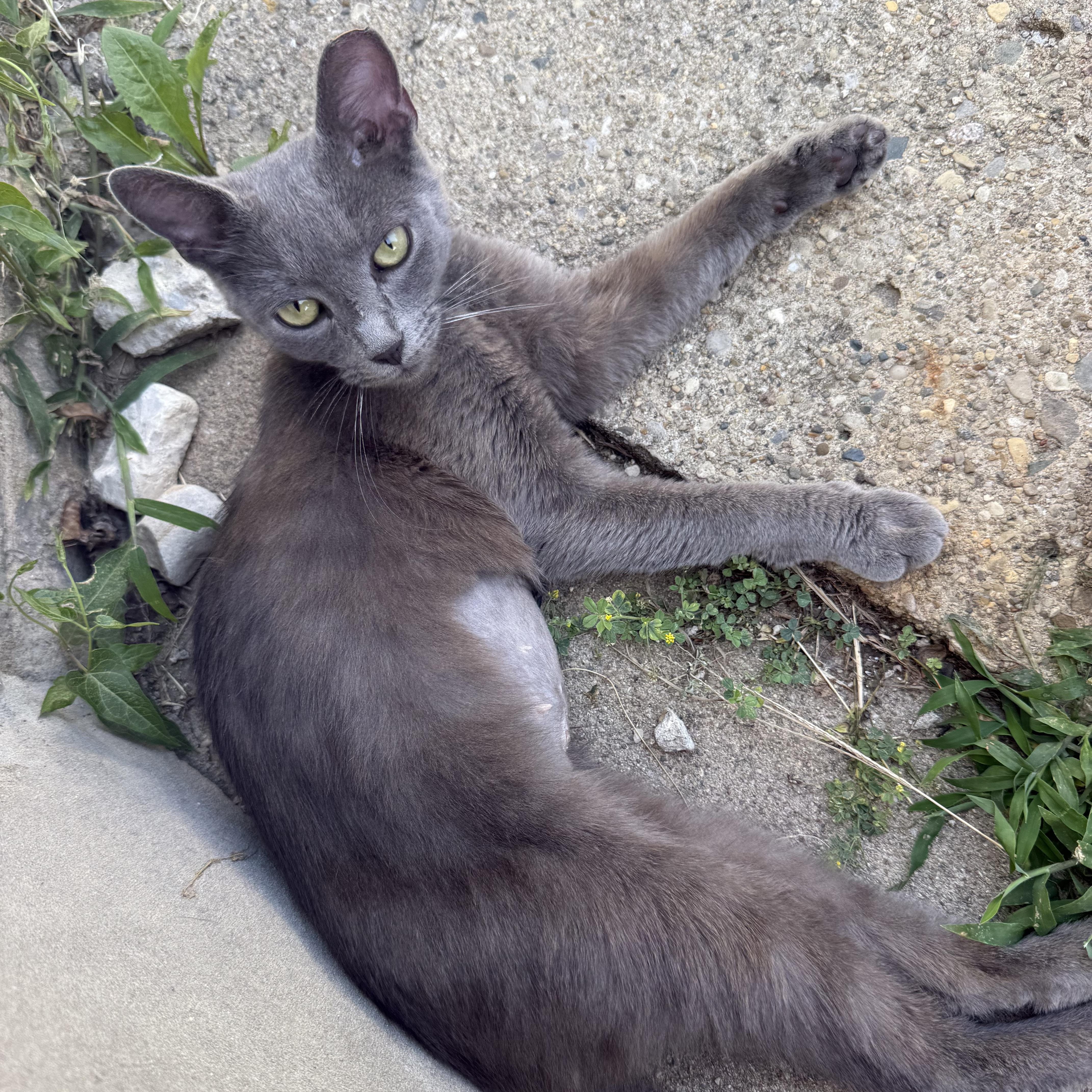 Charcoal, ADOPTABLE, Young Female Domestic Short Hair.