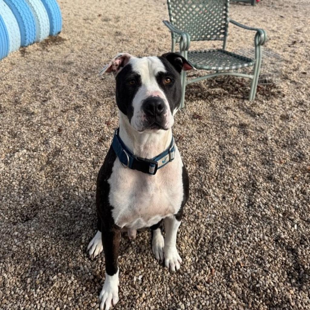 Enlarge Dusky, a Adoptable Pit Bull Terrier in Ridgely, MD image 1/6