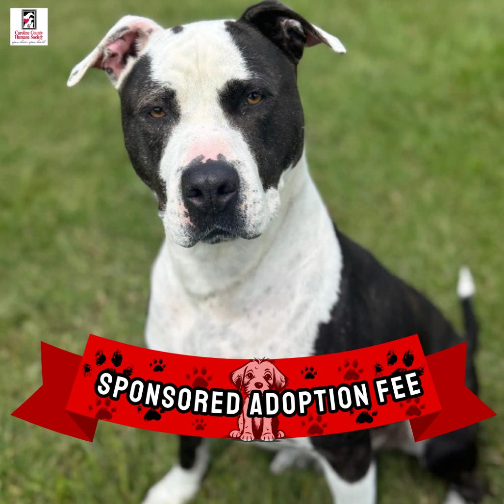 Enlarge Dusky, a Adoptable Pit Bull Terrier in Ridgely, MD image 3/6