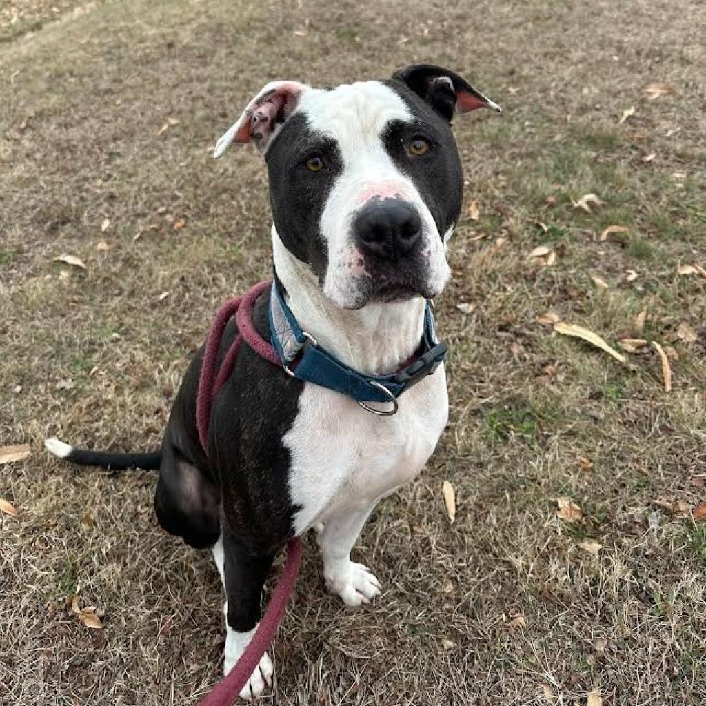 Enlarge Dusky, a Adoptable Pit Bull Terrier in Ridgely, MD image 4/6