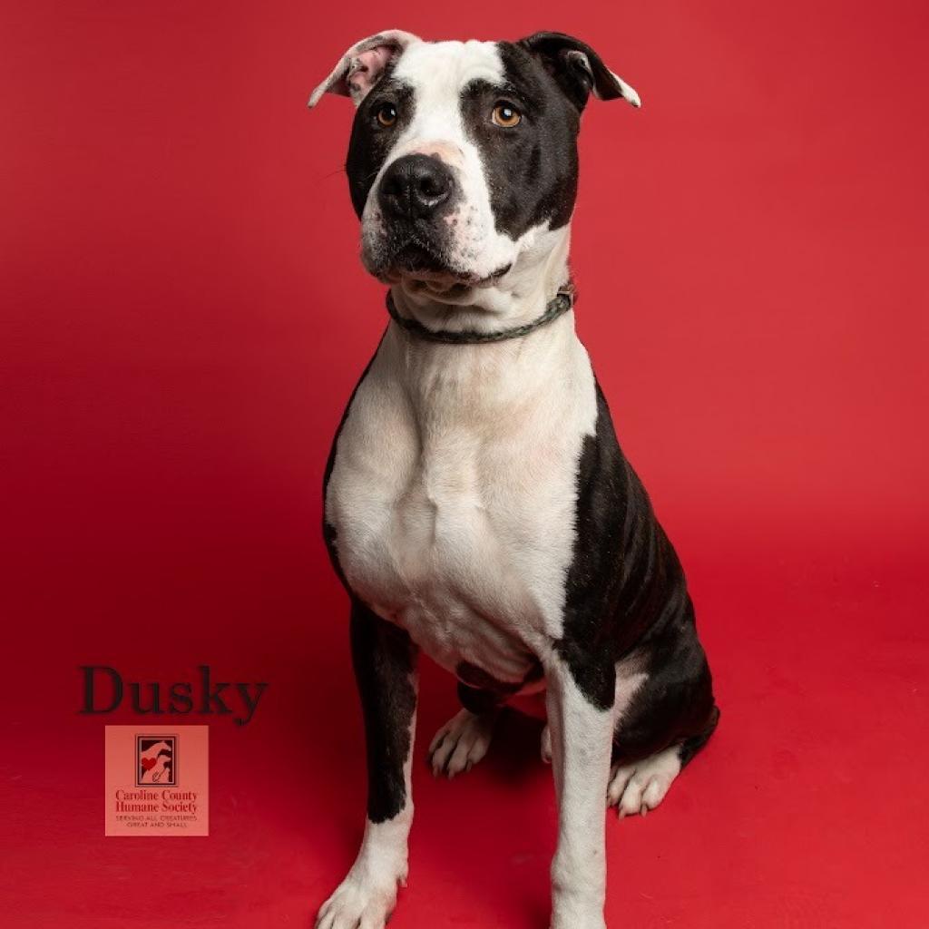 Enlarge Dusky, a Adoptable Pit Bull Terrier in Ridgely, MD image 5/6