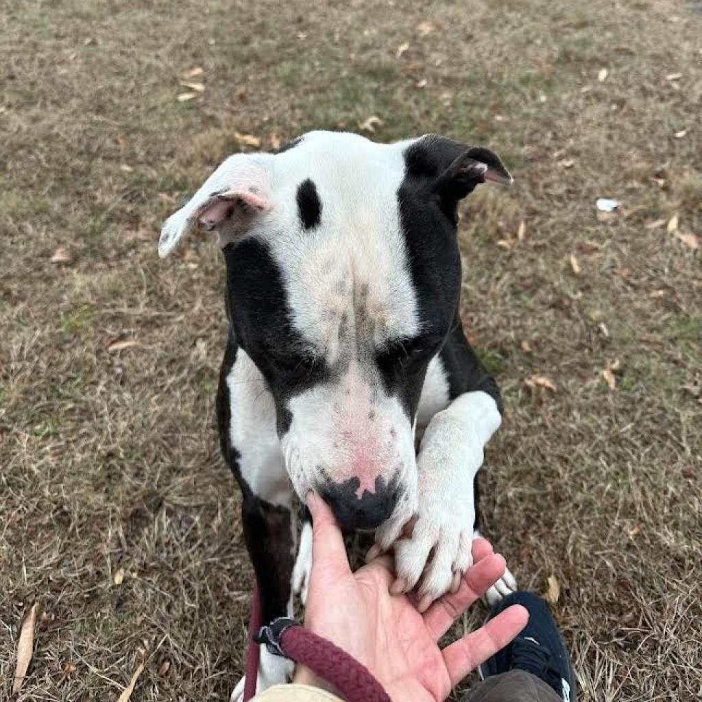 Enlarge Dusky, a Adoptable Pit Bull Terrier in Ridgely, MD image 6/6