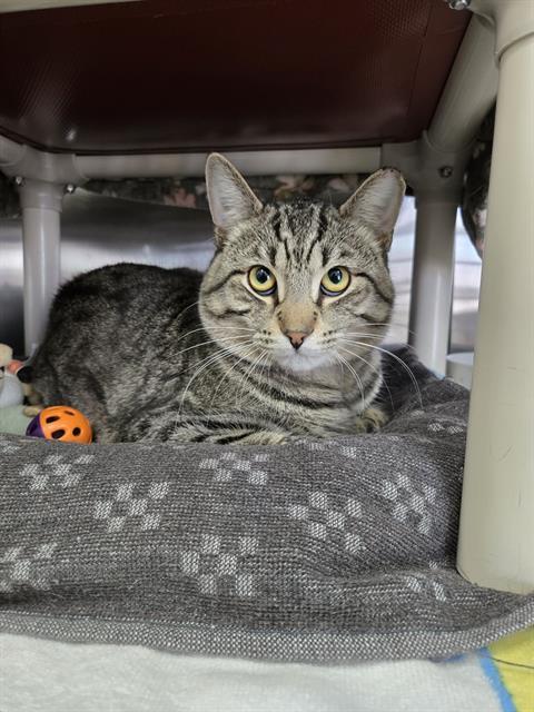 Enlarge LOUIS, a Adoptable Domestic Short Hair in London, ON image 1/1