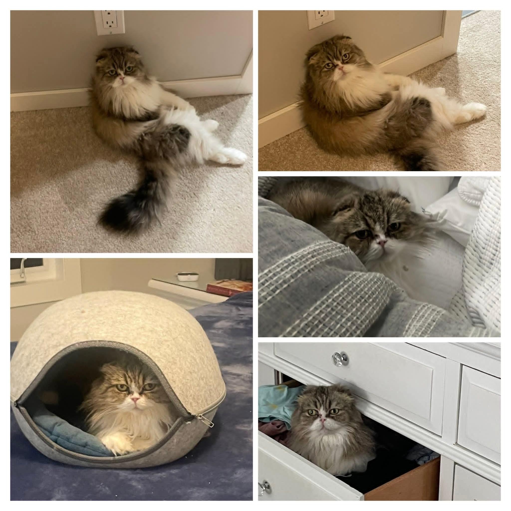 Gremlin, adoptable, Adult Female Scottish Fold.