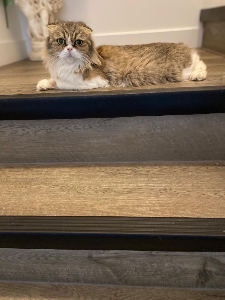 Gremlin, a Adoptable Scottish Fold in Winnipeg, MB image 1/2