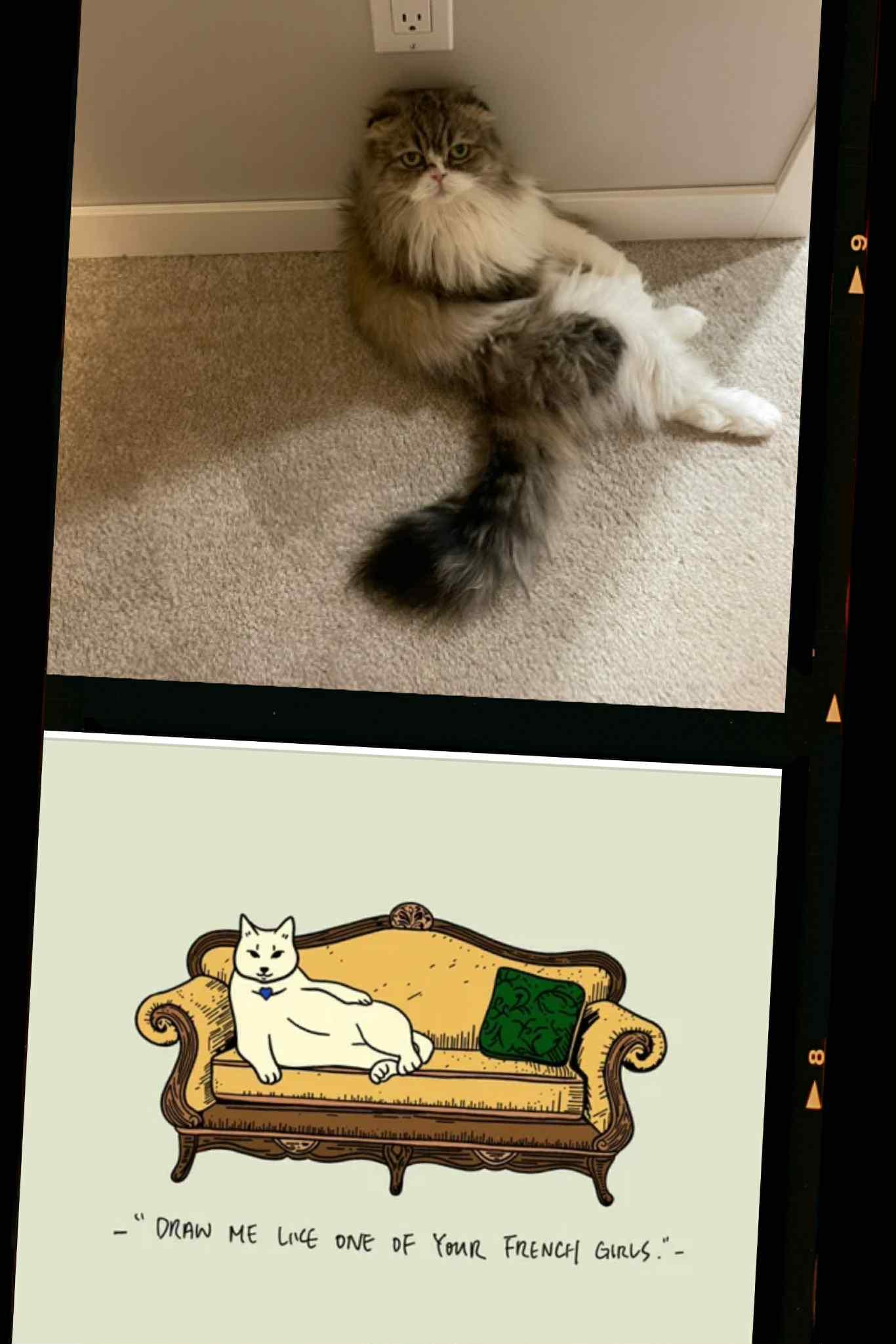 Enlarge Gremlin, an adoptable Scottish Fold in Winnipeg, MB image 3/3