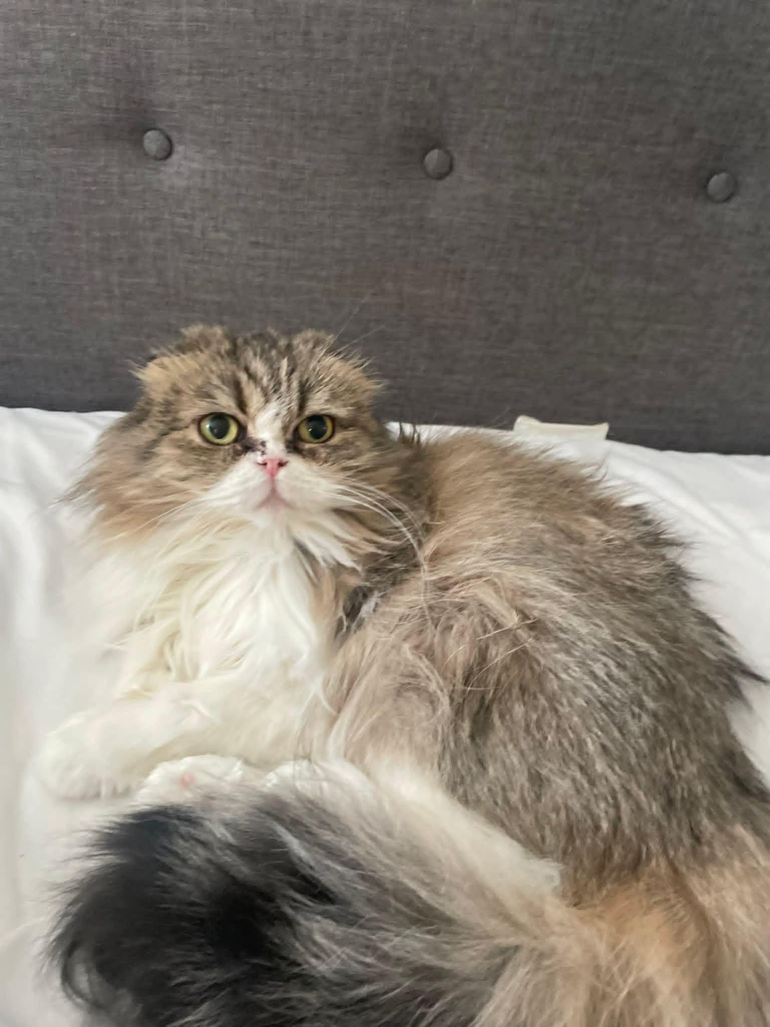 Enlarge Gremlin, an adoptable Scottish Fold in Winnipeg, MB image 2/3