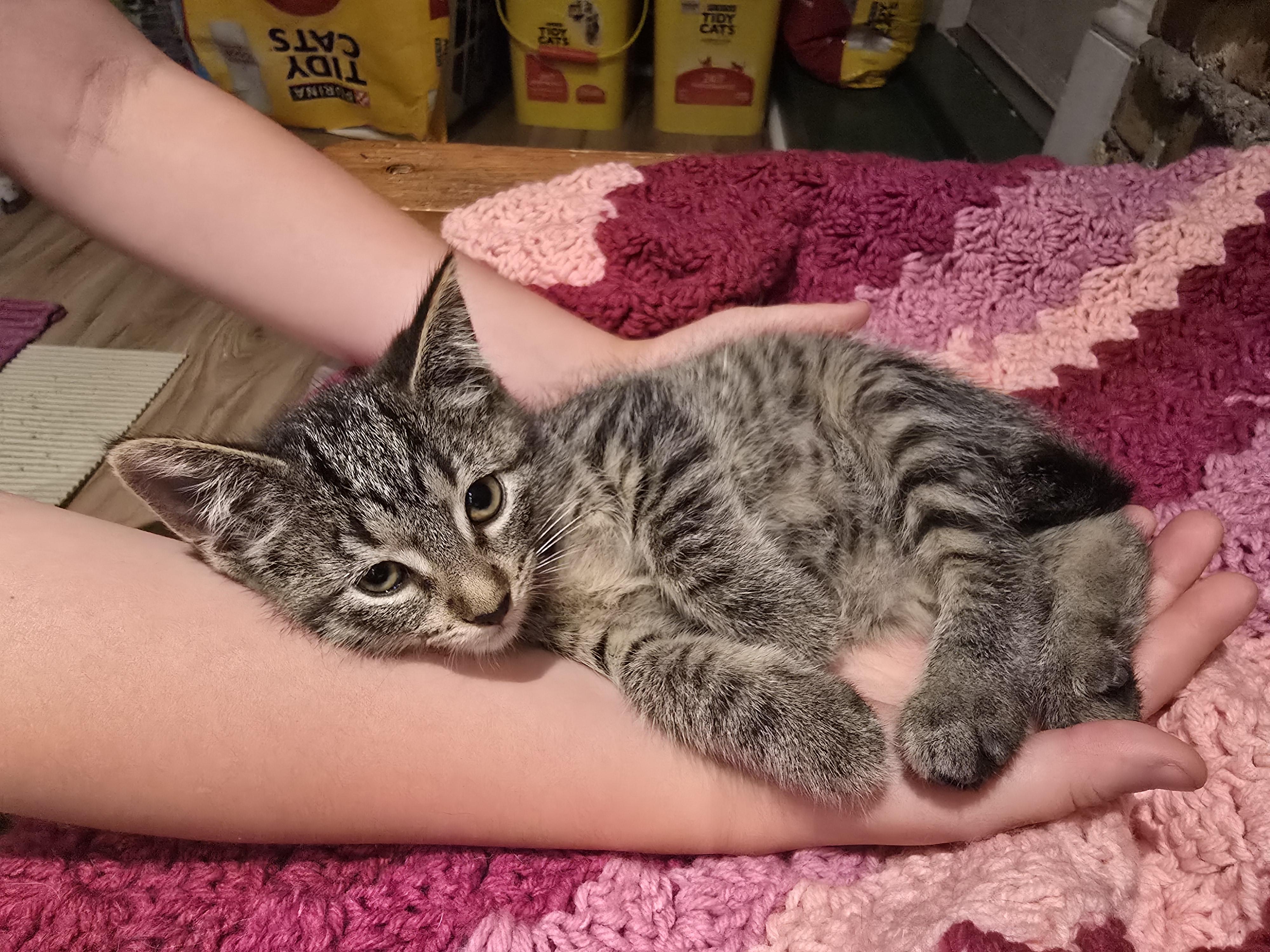 Fudge, Adopted, Kitten Female American Shorthair & Tabby.