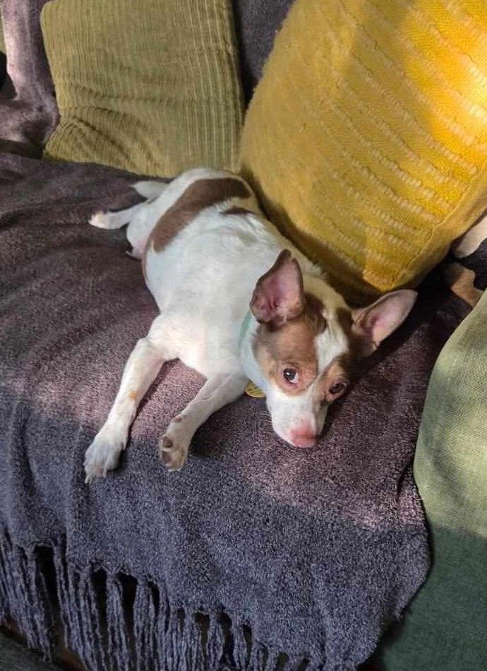 Enlarge Mr.Banks, a Adopted mixed breed in Phoenix, AZ image 1/3