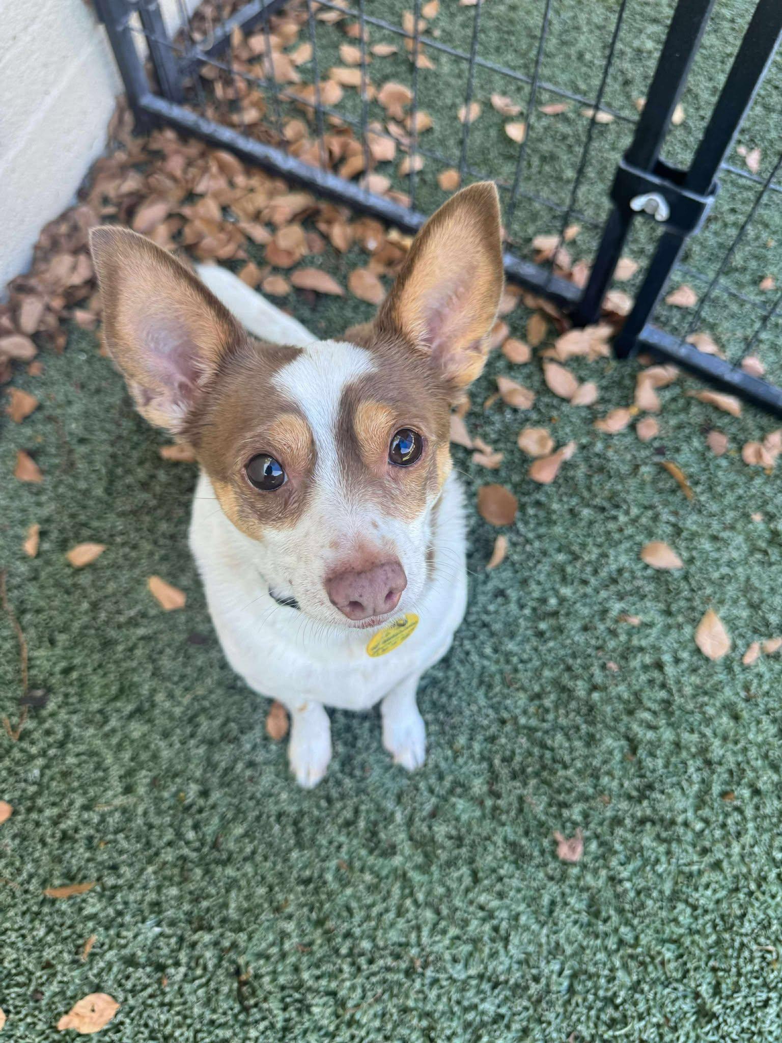 Enlarge Mr.Banks, a Adopted mixed breed in Phoenix, AZ image 2/3