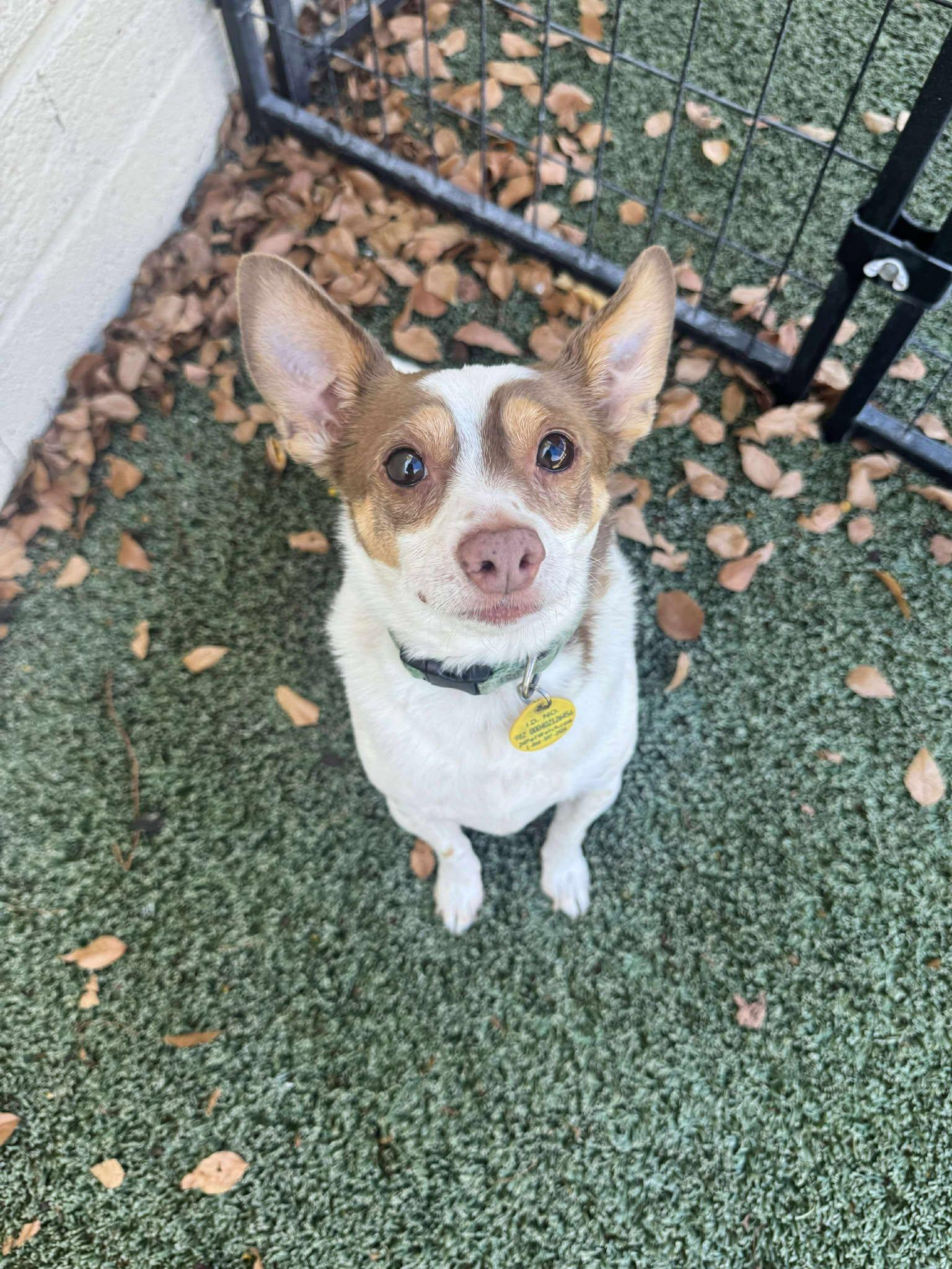 Enlarge Mr.Banks, a Adopted mixed breed in Phoenix, AZ image 3/3