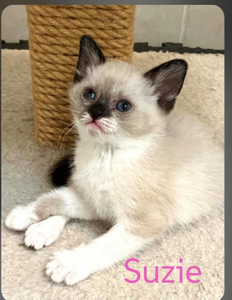 Enlarge Suzie, a Adopted Siamese in San Pedro, CA image 1/1