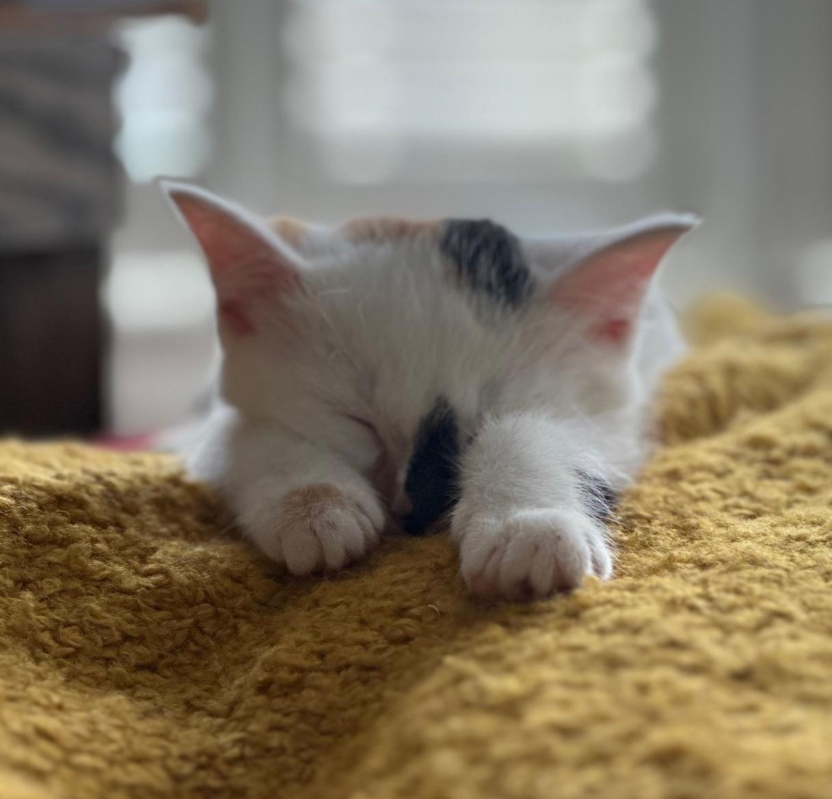 Polar Bear thumbnail 2