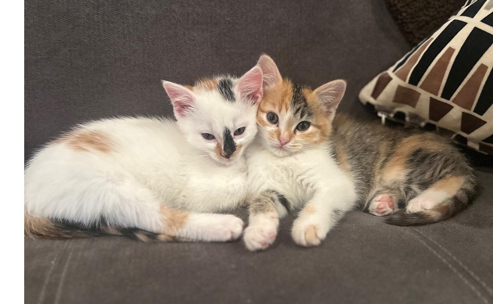 Polar Bear thumbnail 3