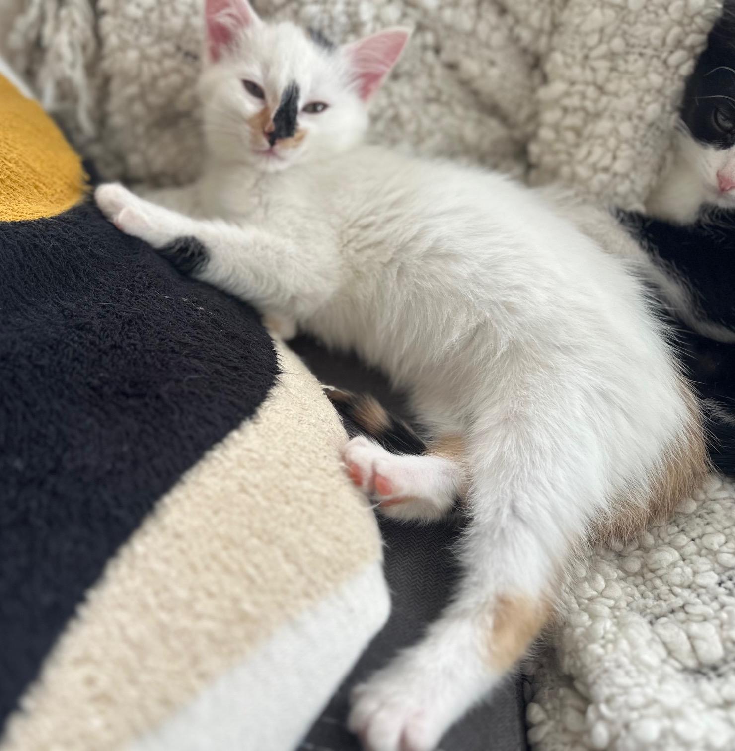 Polar Bear thumbnail 5