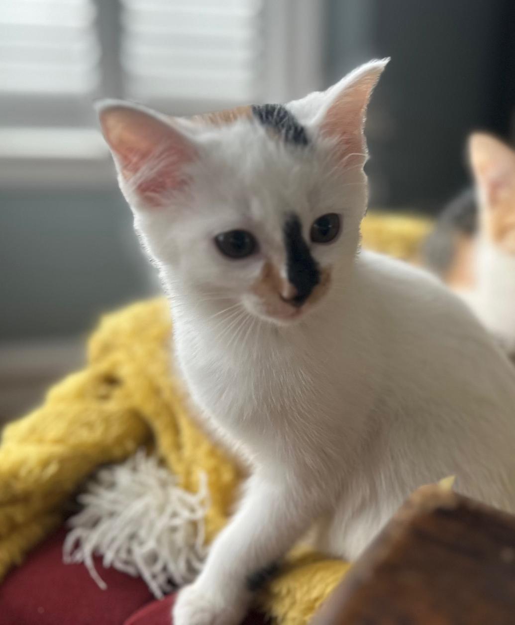 Polar Bear thumbnail 6