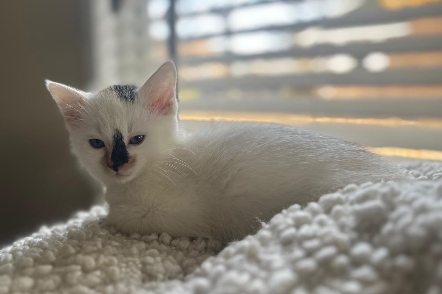 Polar Bear thumbnail 7