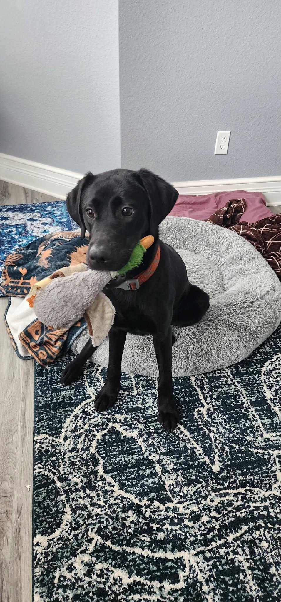 Enlarge Winnie, an adopted Black Labrador Retriever in Palatka, FL image 2/6