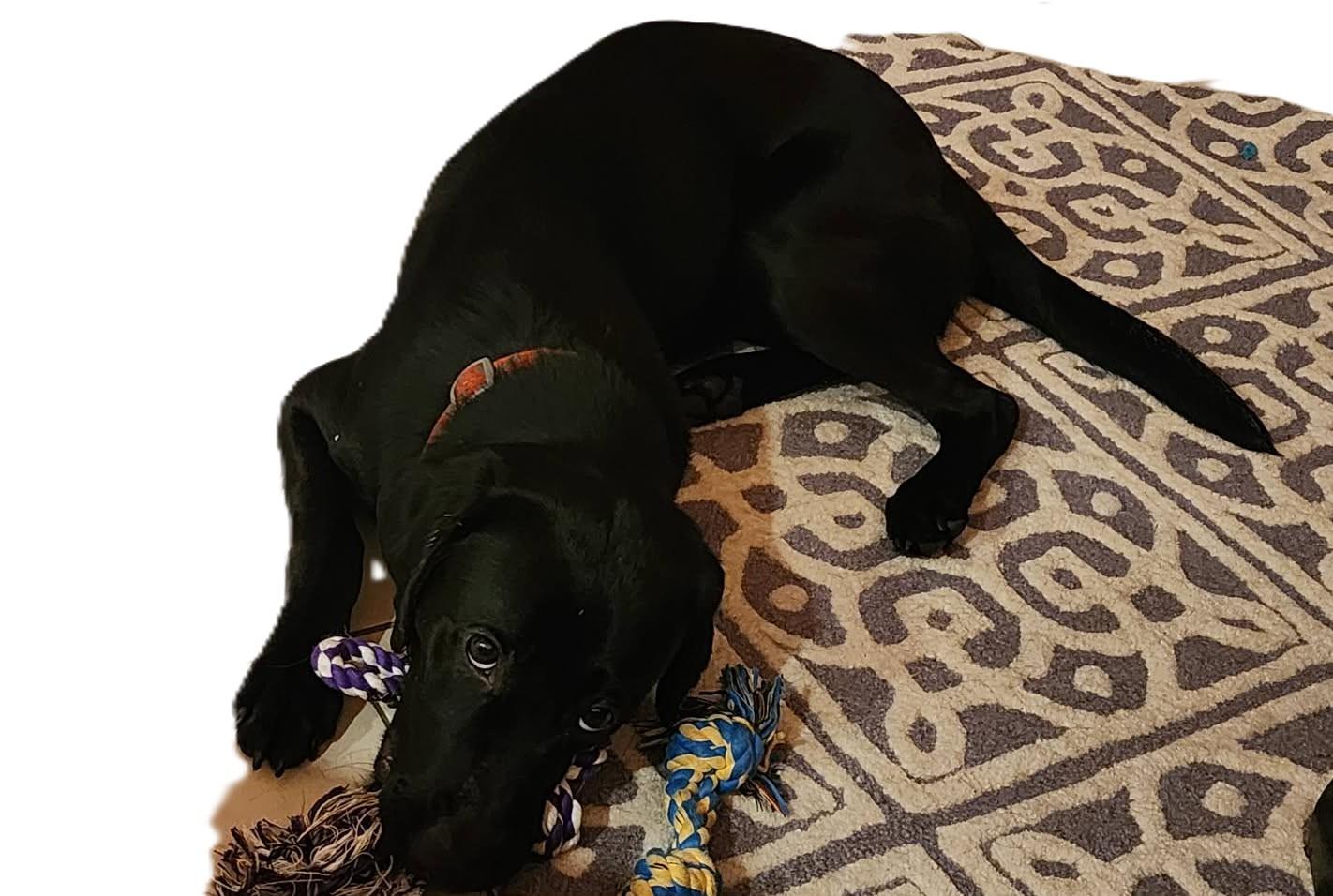 Enlarge Winnie, an adopted Black Labrador Retriever in Palatka, FL image 5/6
