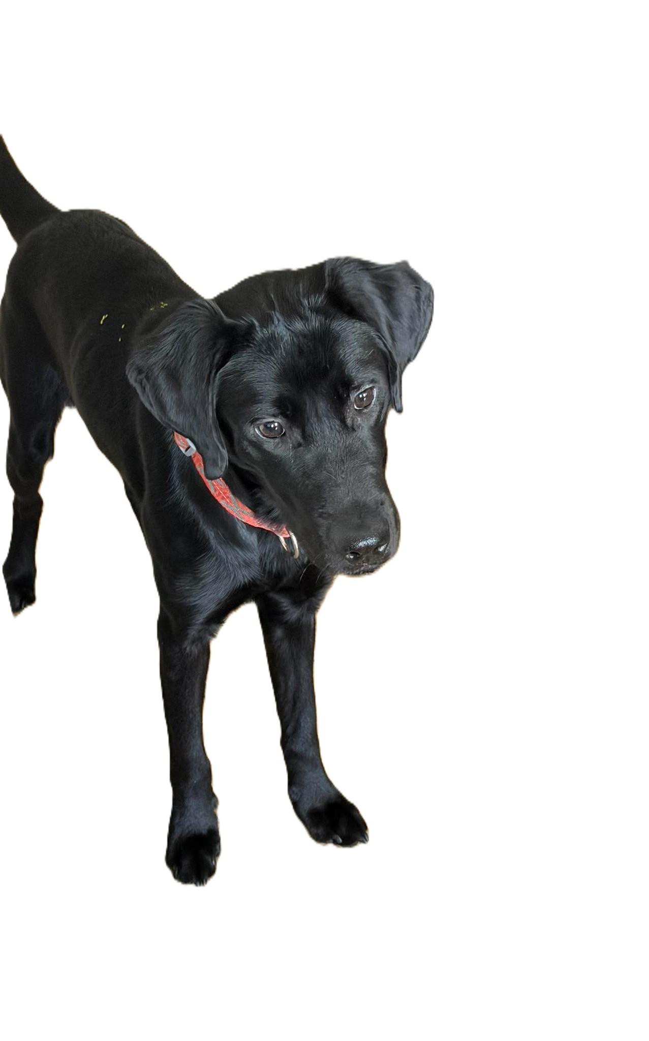 Enlarge Winnie, an adopted Black Labrador Retriever in Palatka, FL image 3/6