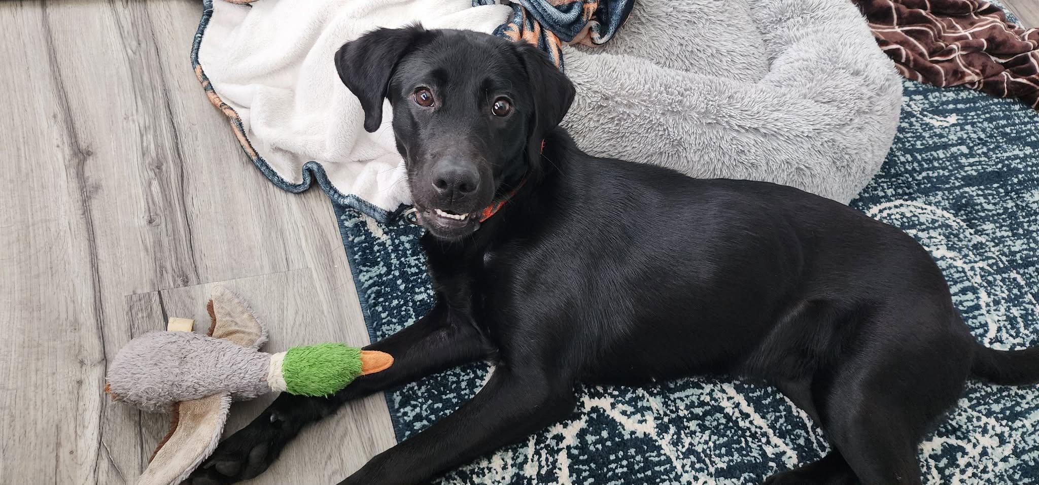 Enlarge Winnie, an adopted Black Labrador Retriever in Palatka, FL image 4/6