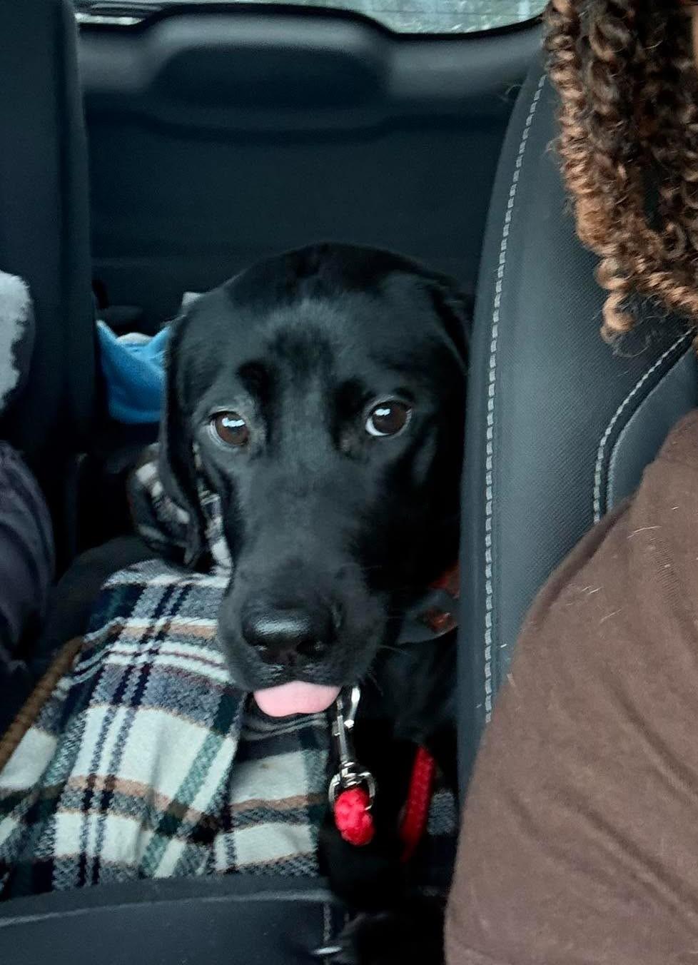 Winnie, adopted, Young Female Black Labrador Retriever.