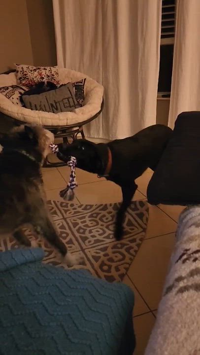 Enlarge Winnie, an adopted Black Labrador Retriever in Palatka, FL video 6/6