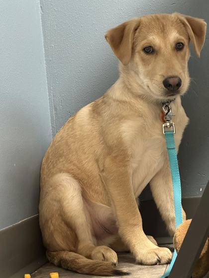 Milo, ADOPTABLE, Young Male Mixed Breed.