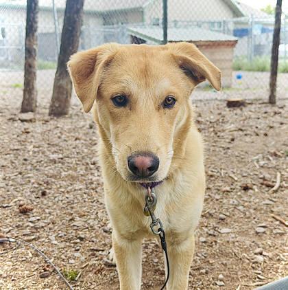 Milo, ADOPTABLE, Young Male Mixed Breed.