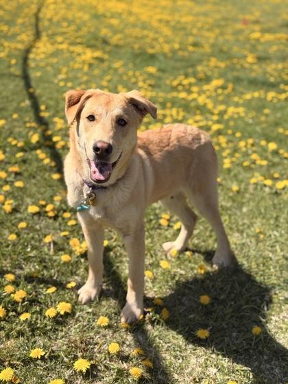 Milo, a ADOPTABLE Mixed Breed in Missoula, MT image 2/2