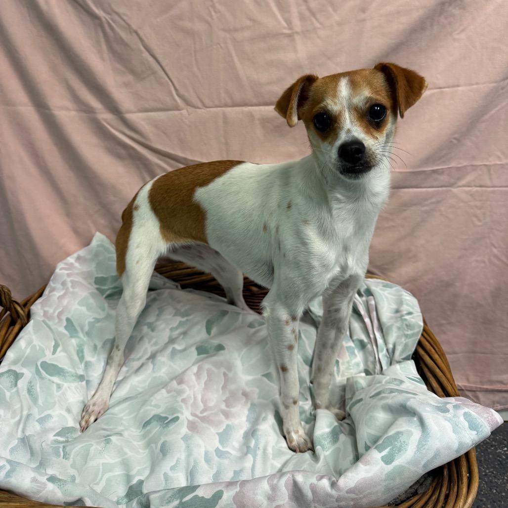 Bean, Adoptable, Young Female Chihuahua.