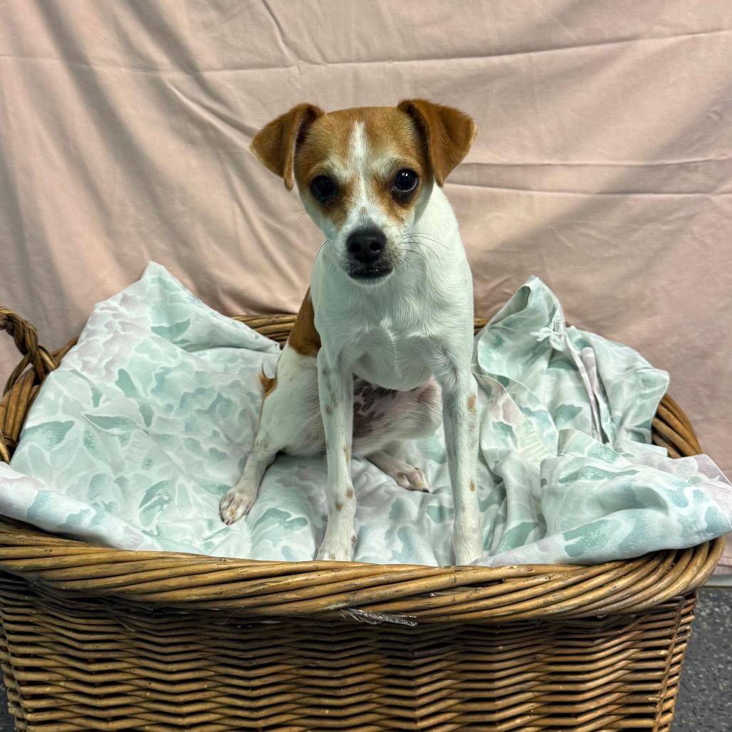 Bean, a Adoptable Chihuahua in Fresno, CA image 2/6