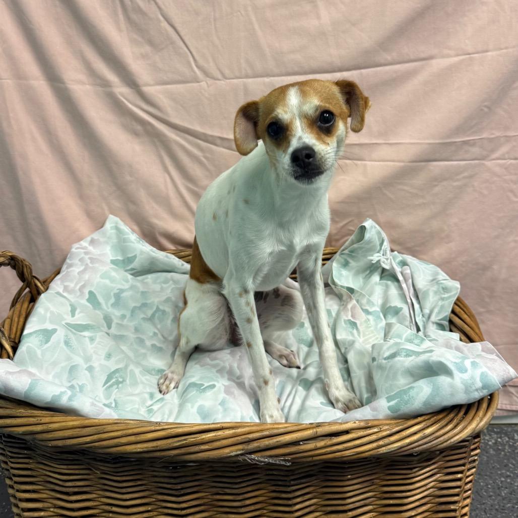 Bean, a Adoptable Chihuahua in Fresno, CA image 3/6