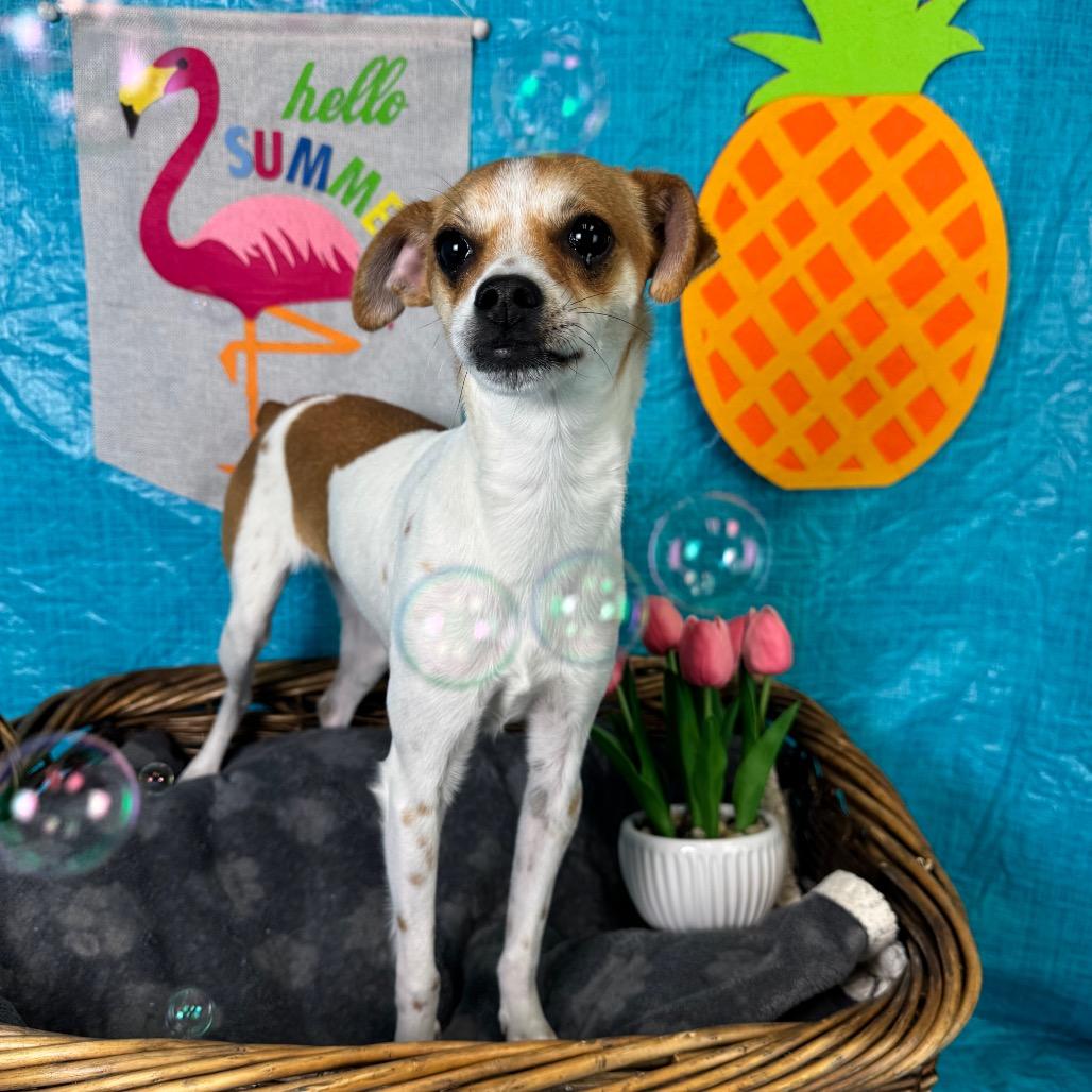 Bean, a Adoptable Chihuahua in Fresno, CA image 4/6