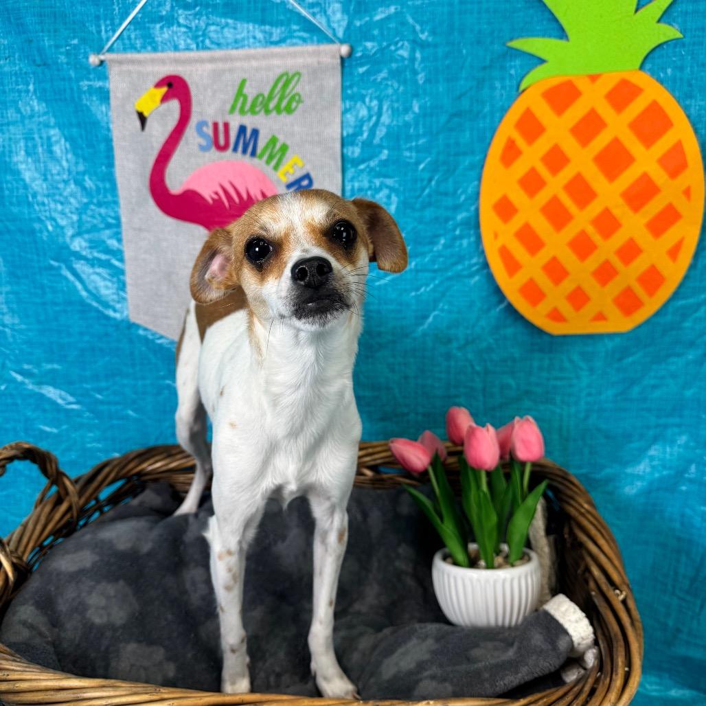 Bean, a Adoptable Chihuahua in Fresno, CA image 5/6